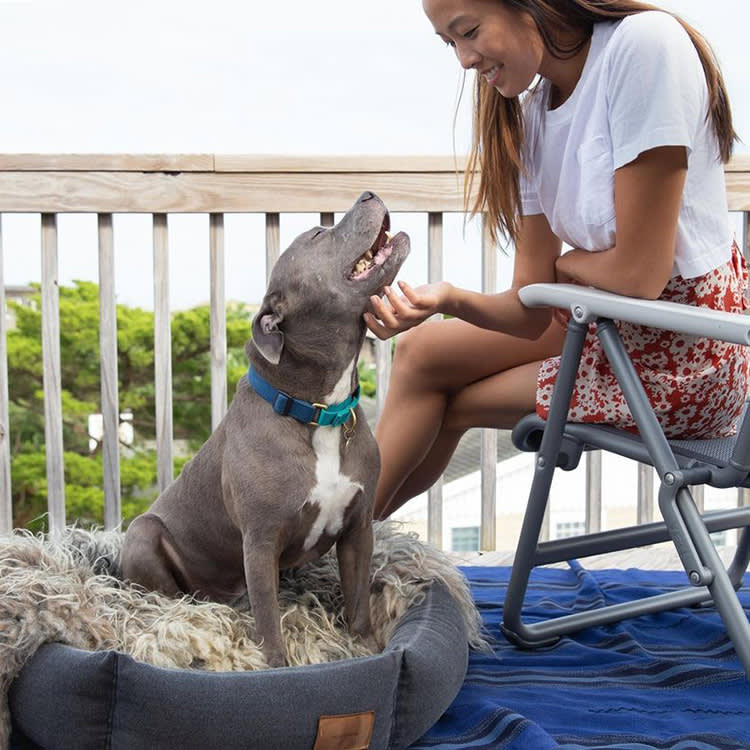 a human petting a dog on a dog bed