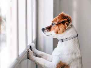 Sad dog waiting by the window at home.