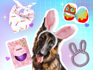 German Shepherd with Bunny ears and Easter products around