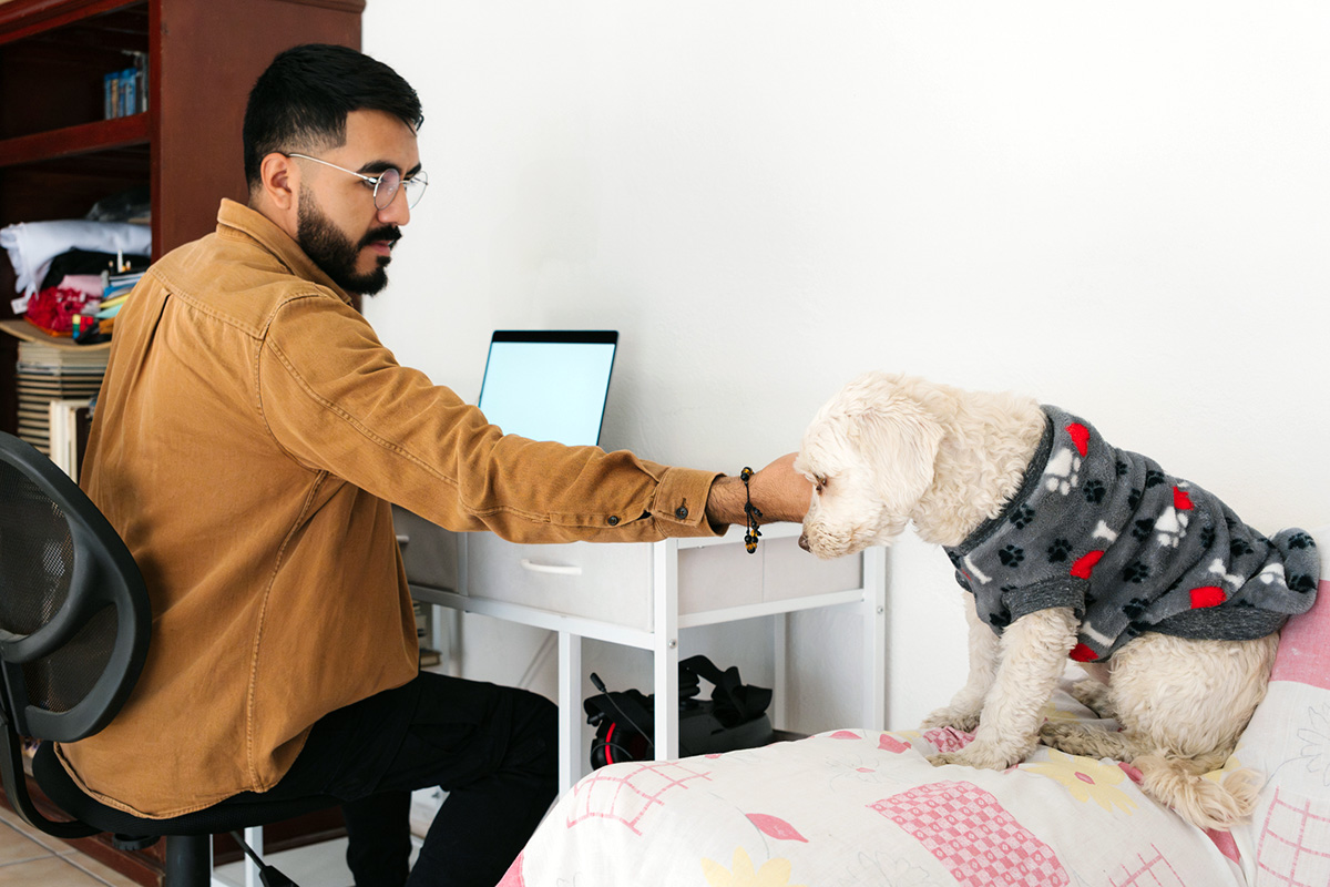 Person petting a white dog