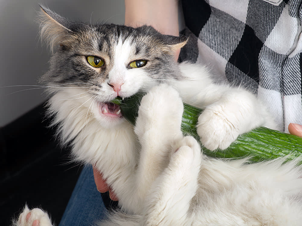 Cat eating cucumber.