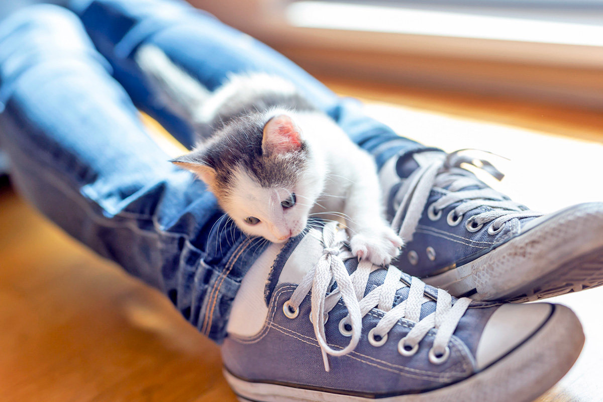 a brown-and-white kitten plays with a blue sneaker on someone's foot