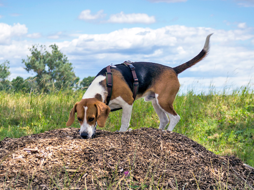Dog standing on top of hill outside.