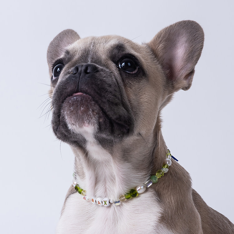 A cute dog wearing a colorful beaded dog necklace with its name on it. 