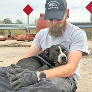 Humane Society of Missouri is returning from a rescue in Polk County, Missouri with 28 dogs including one deceased.