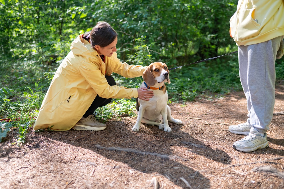 a beagle looks uncomfortable while a woman in a yellow coat strokes him