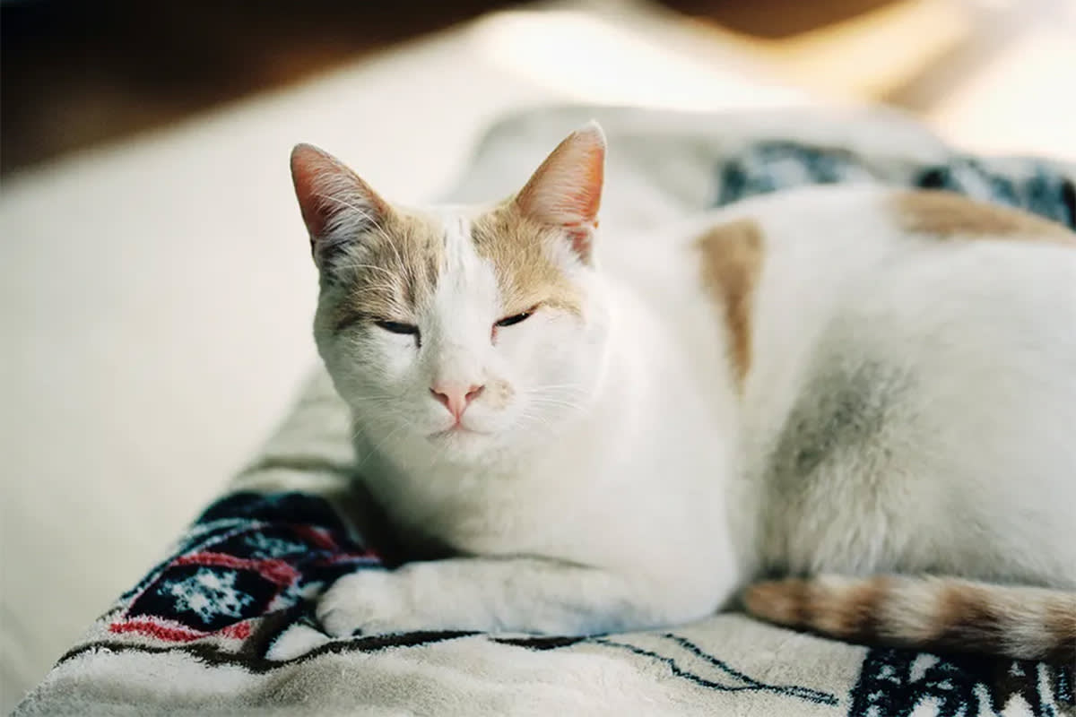 Cat slow blinking