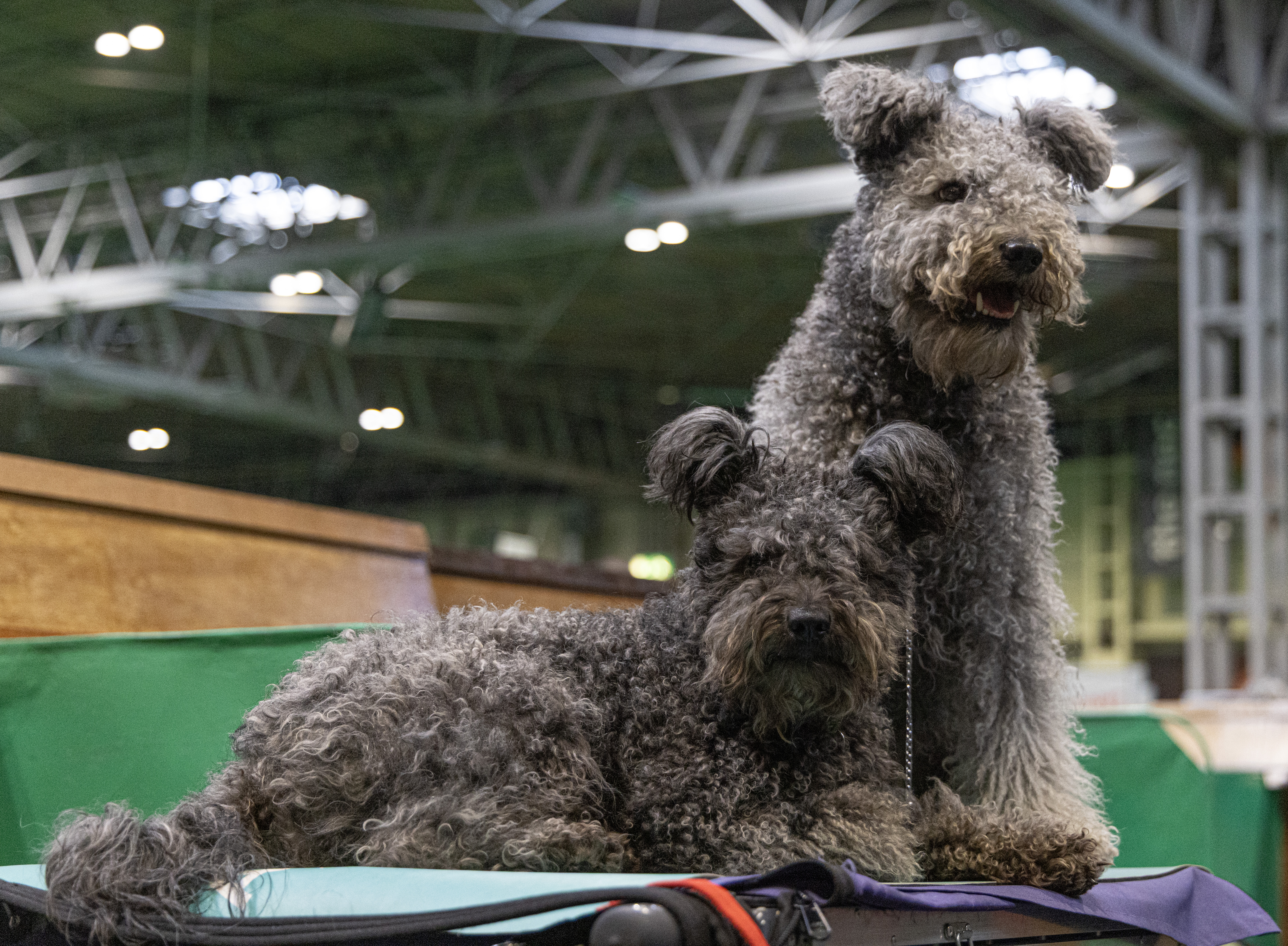 Two Hungarian Pumis at Crufts