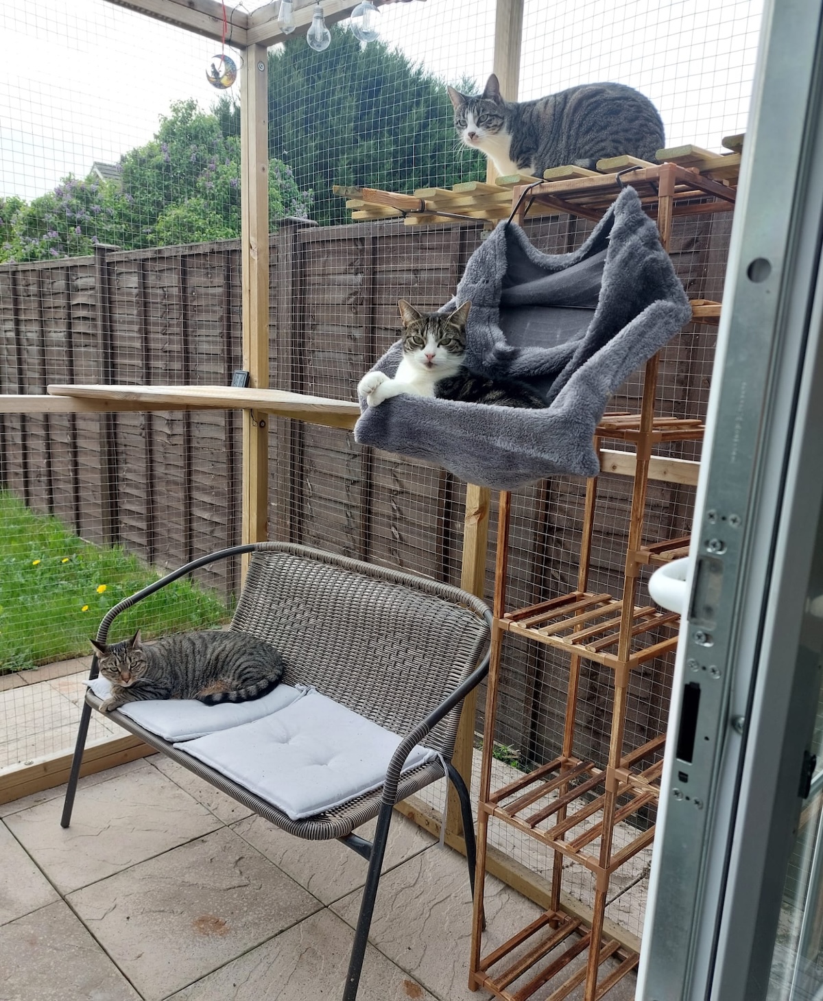 three cats relax in a back garden catio