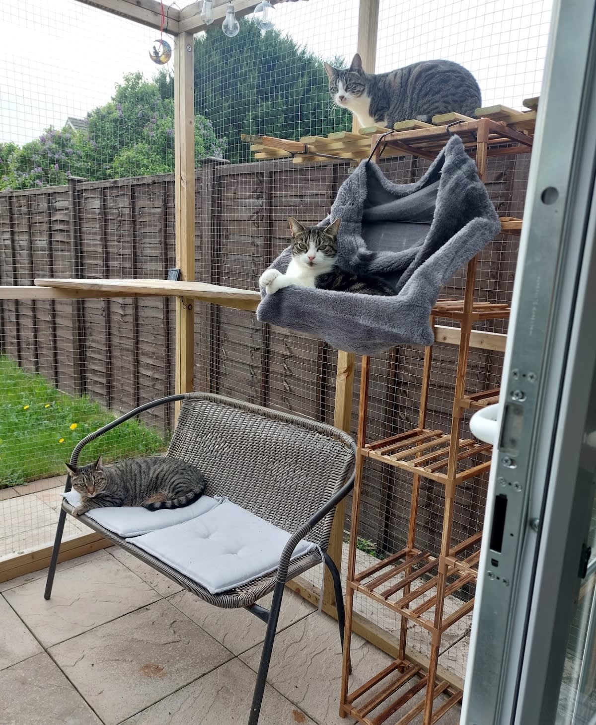 three cats relax in a back garden catio