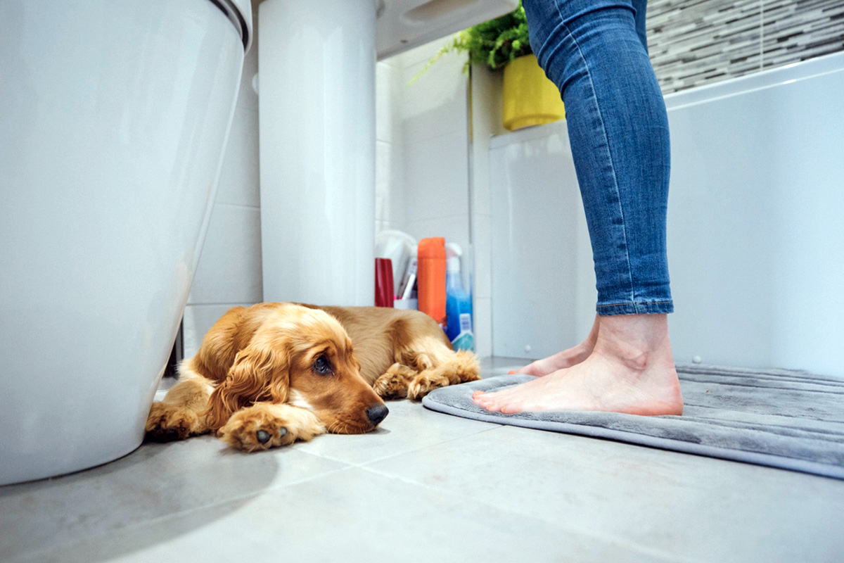 dog resting on bathroom floor