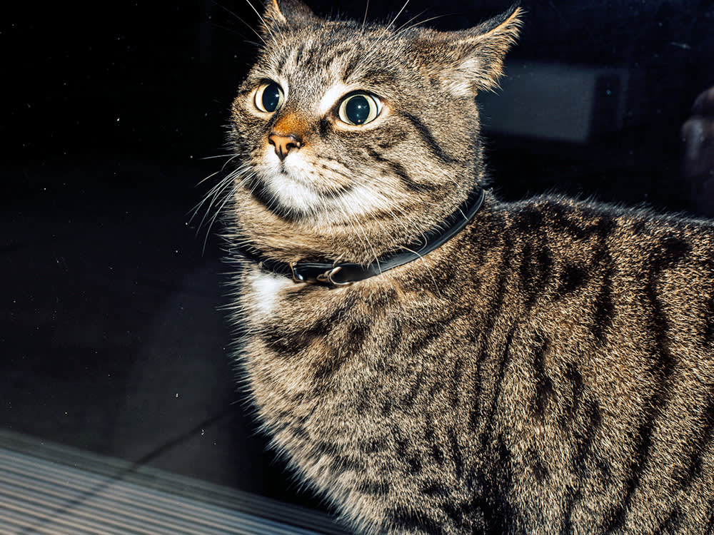 a picture of a startled tabby cat caught in a camera flash
