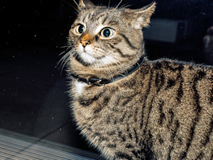 a picture of a startled tabby cat caught in a camera flash