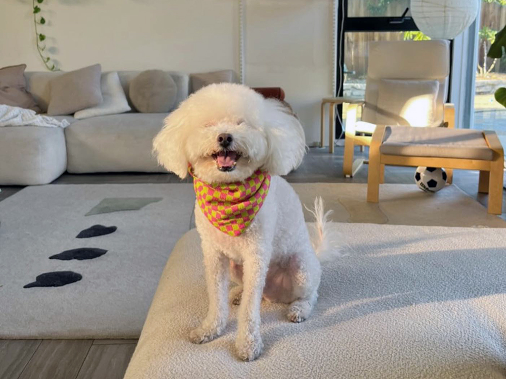 white dog wearing checkered orange and yellow bandana