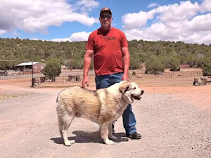 An Arizona 2-year-old is safely back with his family after spending hours in the wilderness thanks to a dog named Buford.
