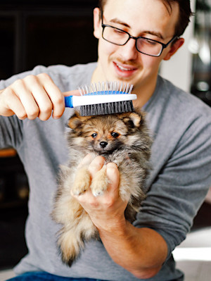 man with glasses brushes tiny dog
