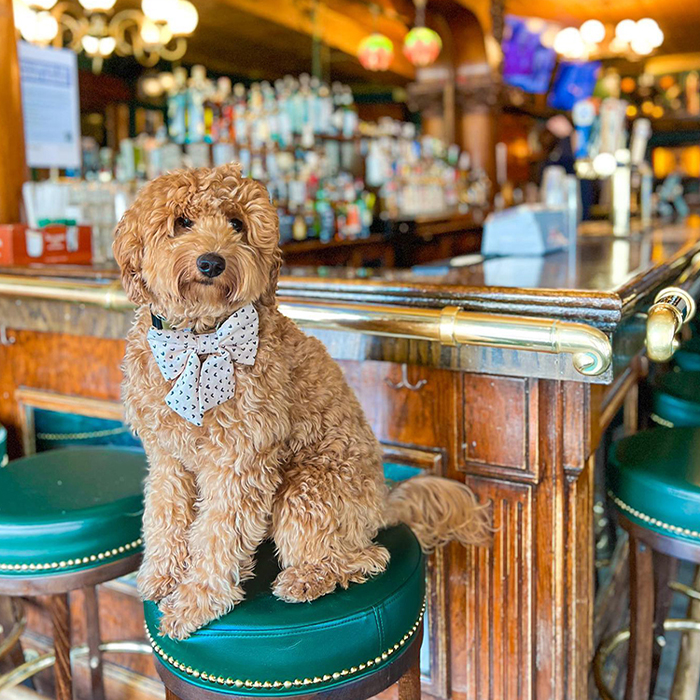 dog on seat at River Shannon