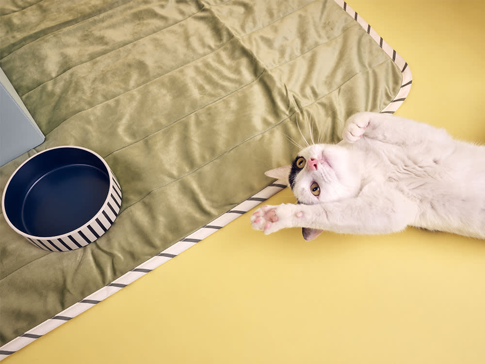 White cat on their back with paw in the air, lying on an Ikea blanket