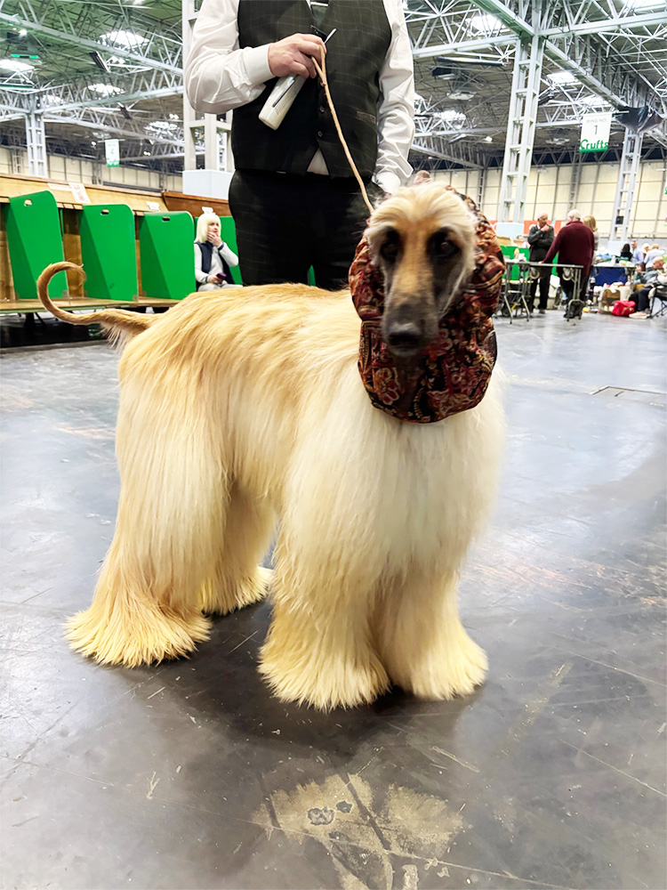 An afgan Hound at Crufts
