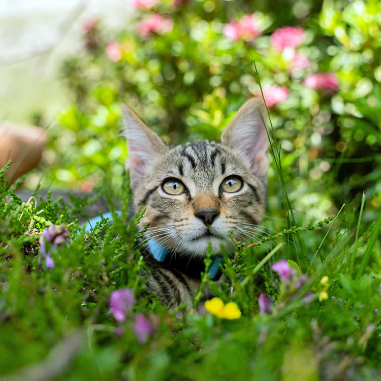 Cute cat playing outside in the grass.