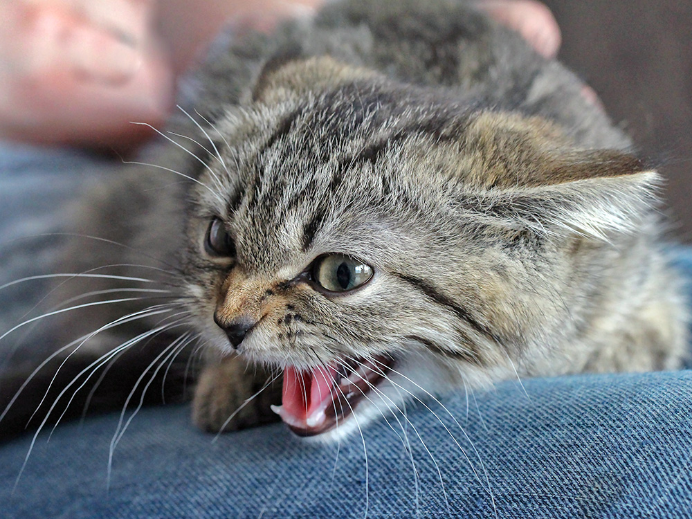 Scared kitten hissing at someone.