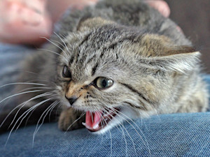 Scared kitten hissing at someone.