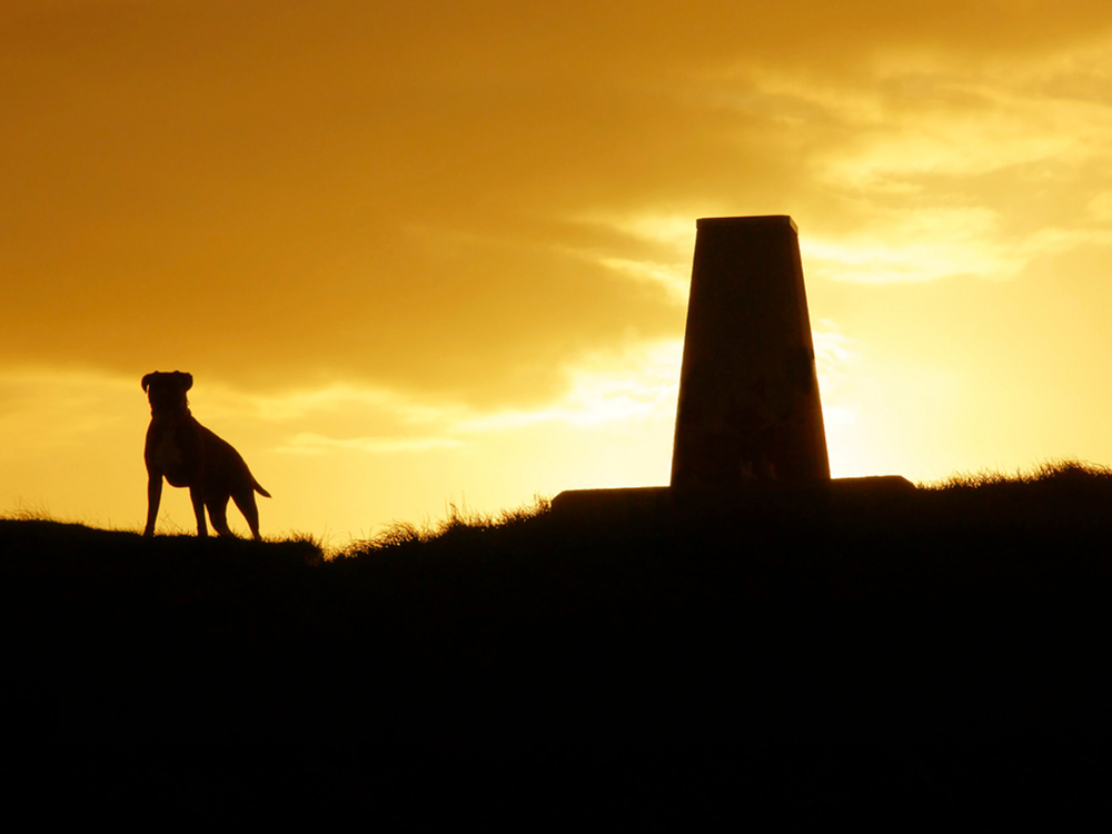 the silhouette of a dog next to pains wick beacon in the cotswolds at sunset