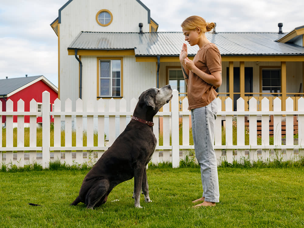 Pet parent training large dog in yard 