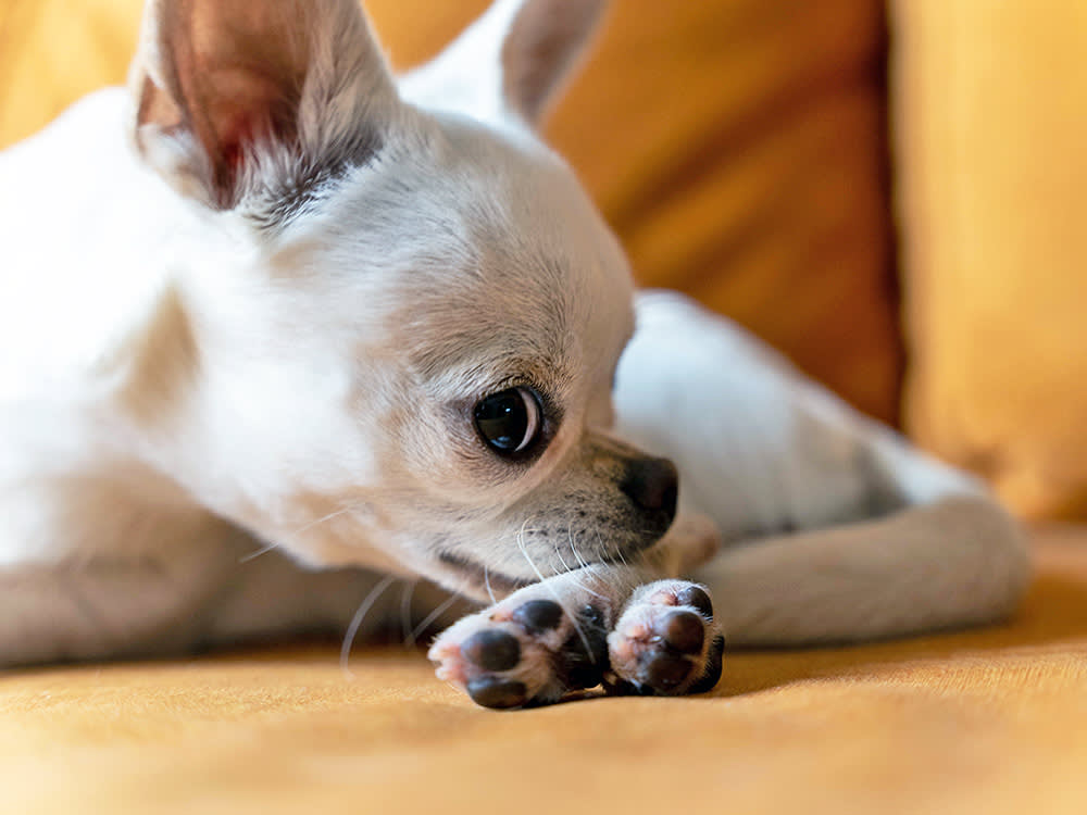 Cute Chihuahua licking his paws at home.