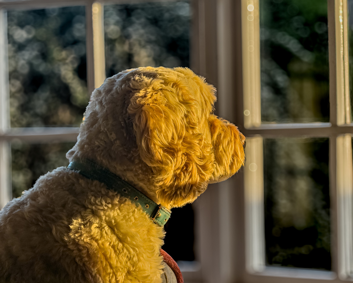 Dog looking out the window at dusk