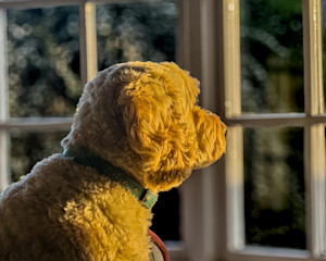 Dog looking out the window at dusk