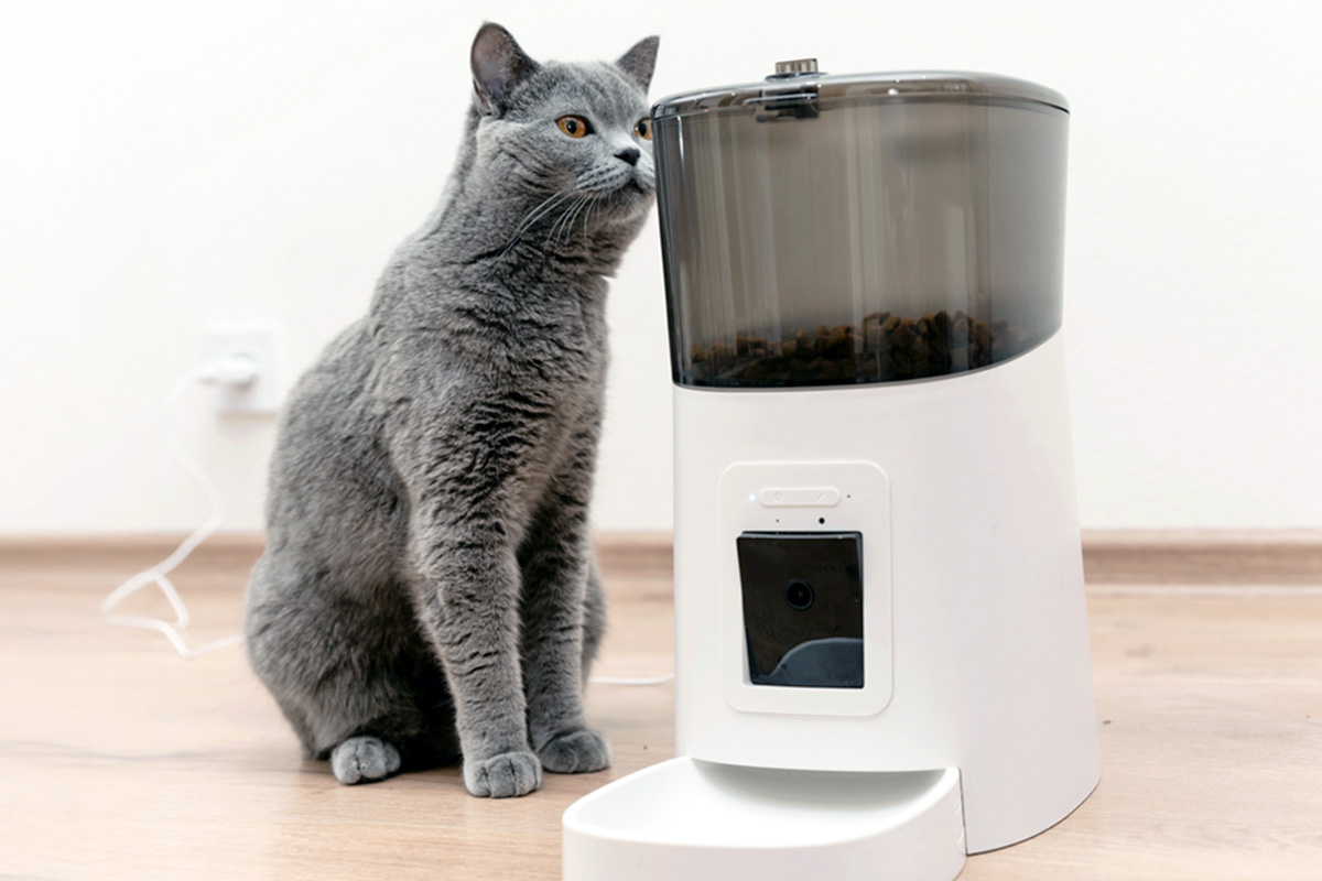 Cat at an automatic feeder