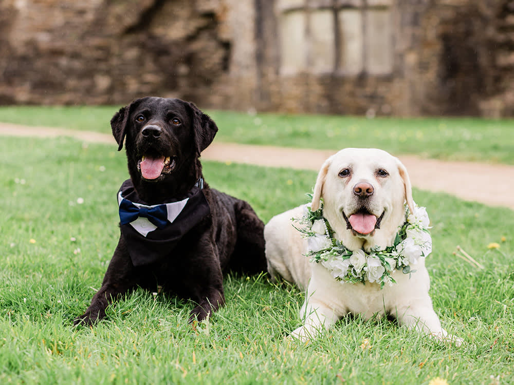 Two Labrador dogs dressed for a wedding