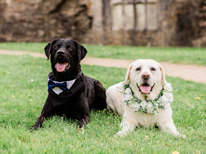 Two Labrador dogs dressed for a wedding