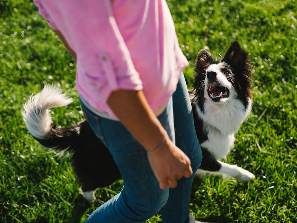 A dog walking in the grass alongside a woman. 