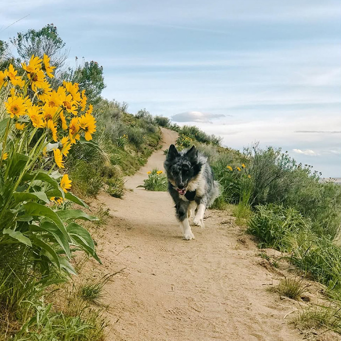 a dog hikes a trail in Boise, Idaho