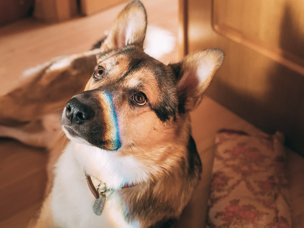Reflection of a multi-colored rainbow on the face of a mixed breed dog sitting on the floor indoors