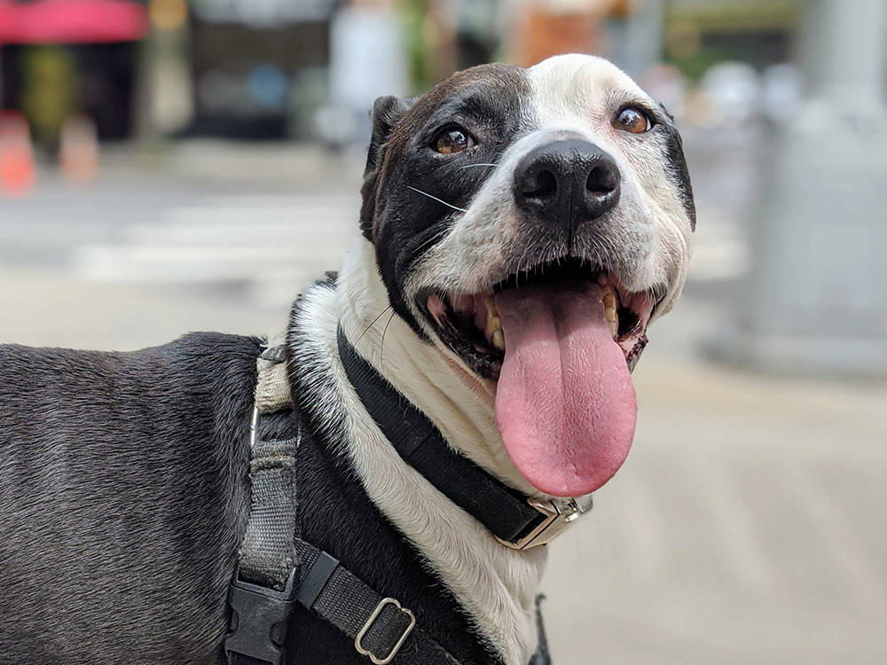 vicky kuperman's dog coach smiling