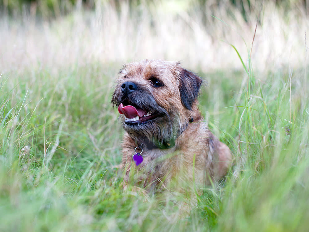 a little dog sits in long grass with it's tongue sticking out