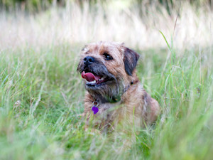 a little dog sits in long grass with it's tongue sticking out