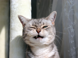 Cat making a disgusted face.