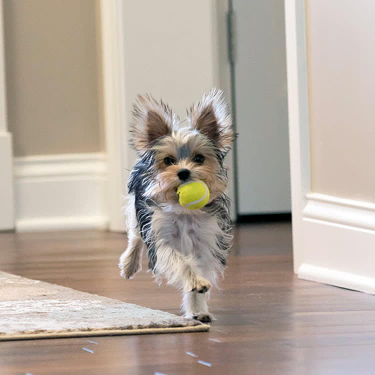 Hyper dog running around inside the house.