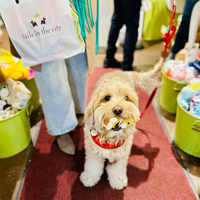 a dog in Tails in the City