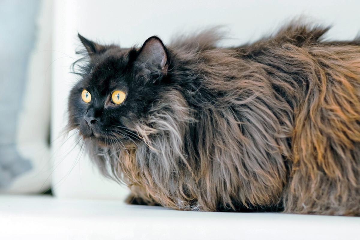 Chantilly Tiffany cat