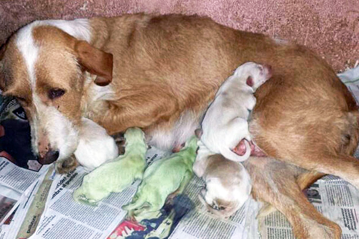 two green puppies born in Spain in 2014