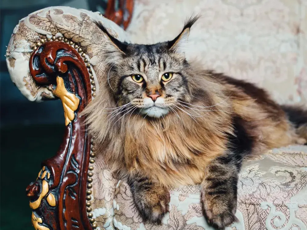 A tawny-colored cat lays on the edge of an old-fashioned sofa.