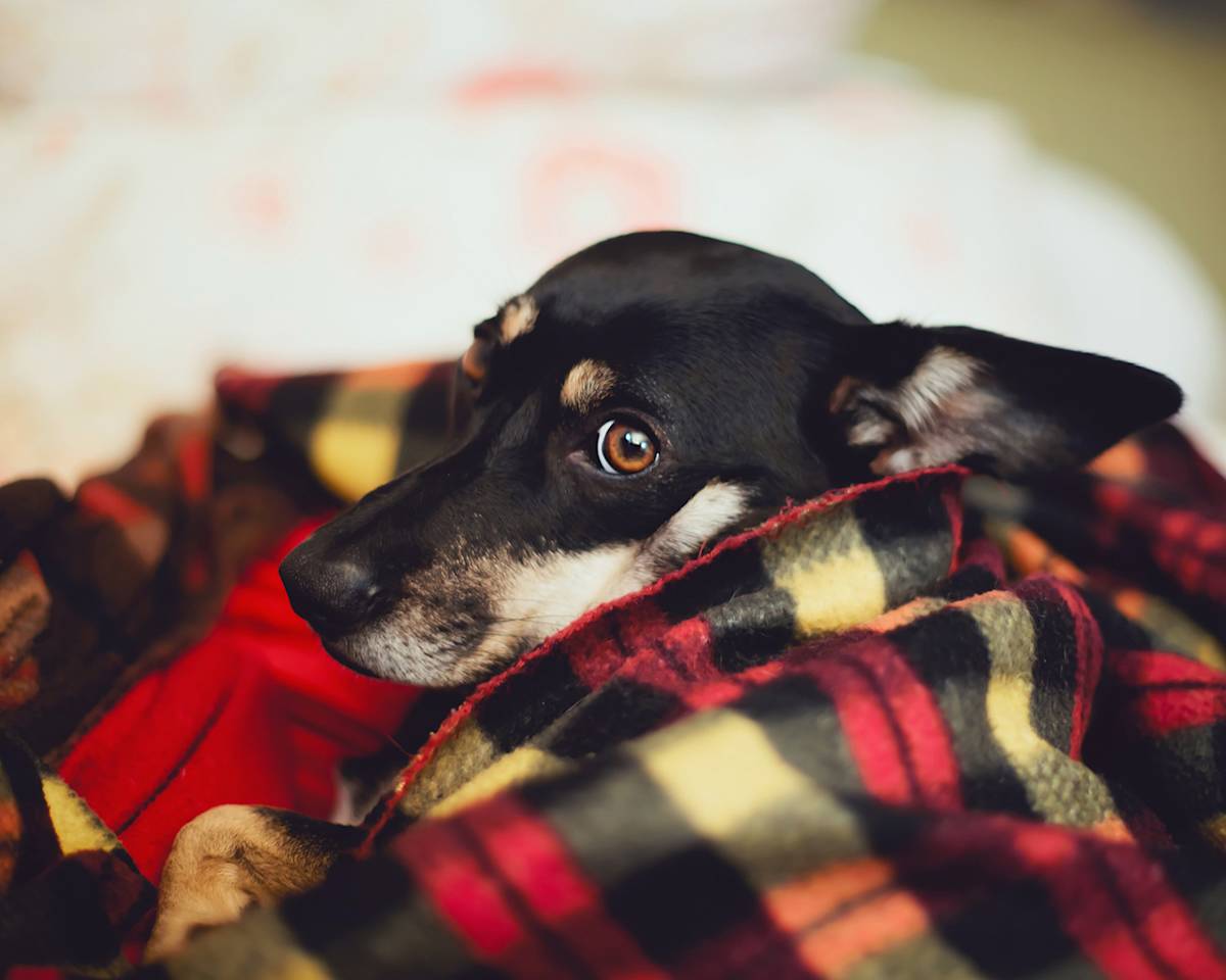 Super chilly dog laying cozily inside a woolen blanket and looking straight at the camera