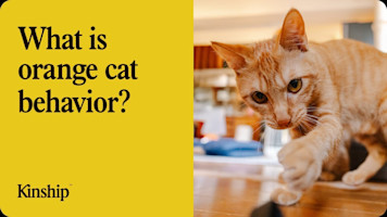 What is Orange Cat Behavior?