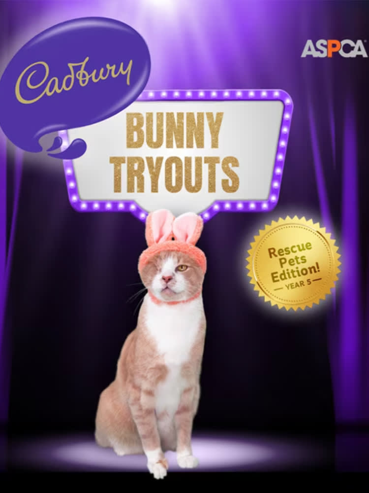 Bunny Tryouts, Crash the cat, wearing bunny ears under the label "Bunny Tryouts"