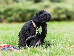 Person trains with a standard schnauzer puppy on a dog training field.